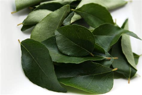 Curry leaves indian cuisine - Kaffir lime leaves. Without a doubt, one of the best substitutes to use in your recipes in place of curry leaves is the leaves of the kaffir lime plant. Kaffir limes are also known by their other name, the Makrut lime, and so you may see them being referred to as Makrut lime leaves. The reason why these leaves work so …